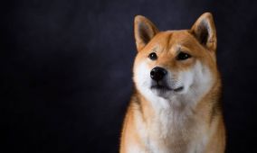 Şaka Coin’ler Son Durum: Dogecoin (DOGE) ve Shiba Inu (SHB) Gerilemesi Sürüyor