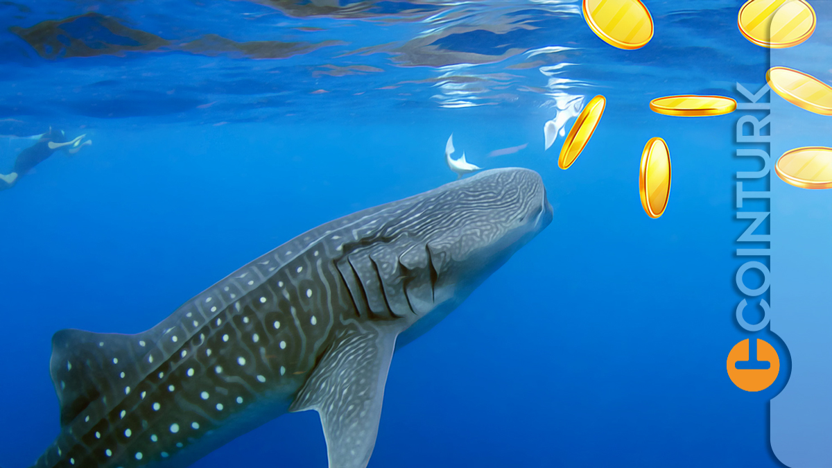 Kripto Paralar Düşmeye Devam Ediyor! Dev Ethereum Balinaları Bu İki Altcoin'i Biriktiriyor