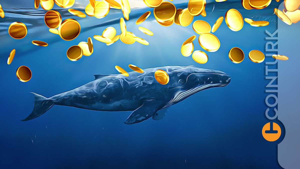 WhaleStats Verileri: Dev Balinalar Shiba Inu Satarken Bu İki Coin'i Biriktiriyor