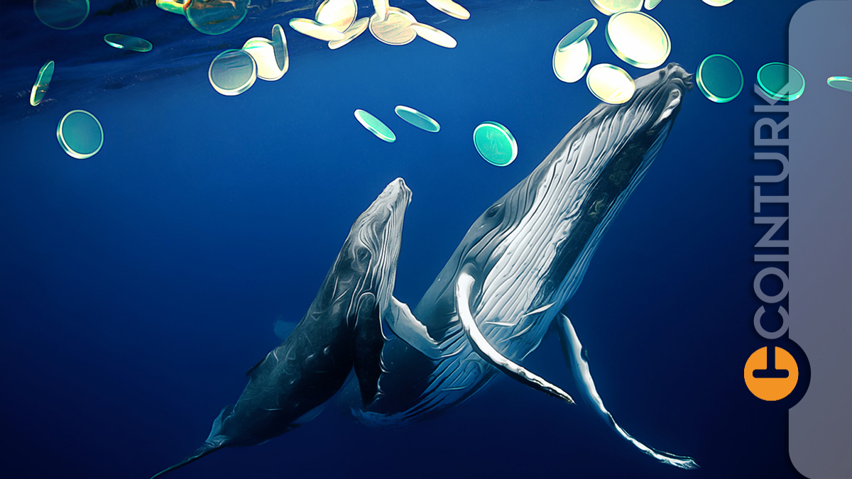 Altcoin Balinaları Agresif Şekilde Bu Kripto Paradan Satın Almaya Başladı!