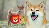 Meme Coinlerde Son Durum: DOGE, Shiba, Pitbull ve Baby Dogecoin!