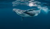 O Altcoin’de Balinalar Yeniden Harekete Geçti! Yükseliş Bekleniyor!