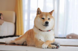 DigiToads (TOADS), Dogecoin (DOGE) ve Shiba Inu (SHIB) Arasındaki Meme Coin Üstünlüğü Savaşını Kim Kazanacak?