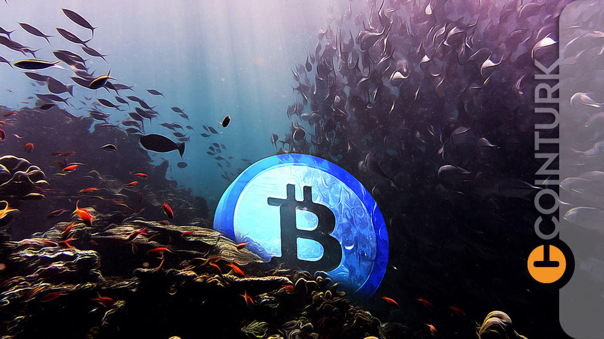 Başkasının Cehennemi Onların Cenneti Oldu! Bitcoin’de Sürpriz Balina Hareketliliği!